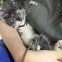 بچه گربه دو ماهه