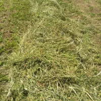 فروش شبدر