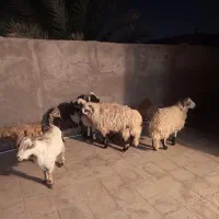 بره نر فروشی با قصاب