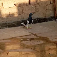 کفتریهودی