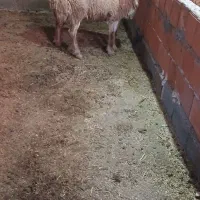 میش میانه سعی سالم