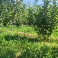 باغ-گردو-در-اراضی-کندلج-محدوه-کمربندی