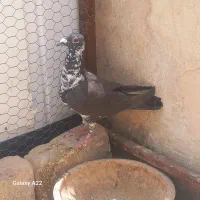 کبوتر