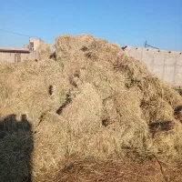 یونجه علفی چین اول