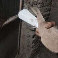 پنج جفت کفتر رنگه