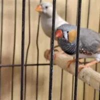فنچ