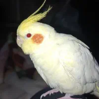 عروس هلندی گم شده