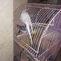 عروس هلندی