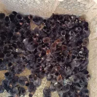 جوجه مرندی