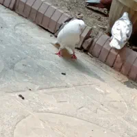 کفتر