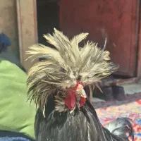 خروس هودان