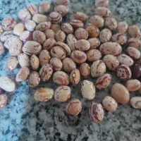 فروش عرس ریز و درشت ،بلغور، لوبیا چیتی
