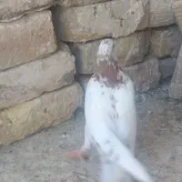 کفتر