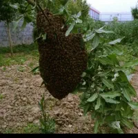 زنبور عسل یا پره