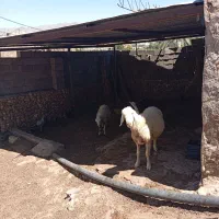 گوسفند