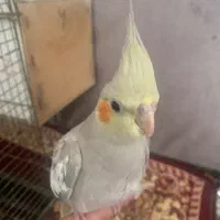 یک جفت عروس هلندی با دو جوجه