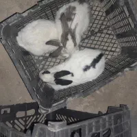 خرگوش خونه گی از ده روزه تا ۳ ماه