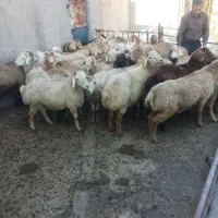 گوسفند زنده بره چاق صحرایی