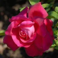 مدیر اجرایی تمام وقت