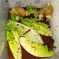 واگذاری رایگان حلزون