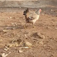 مرغ