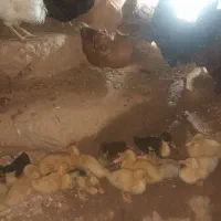 اردک محلی تخم گذار و جوجه