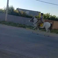 اسب مادیان
