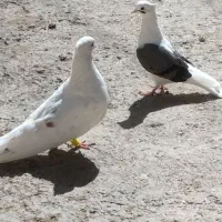 کفتر گرده دار