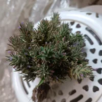 کاکوتی ک ا ک و ت ی خوش عطر