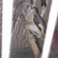 جوجه سهره نر