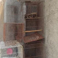 قفس پرنده