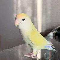 جوجه طوطی بریزیلی