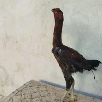 خروس لاری