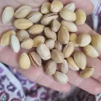 پسته
