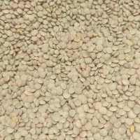 عدس درجه ۱ به شرط