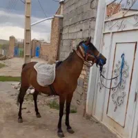 اسب یورقه
