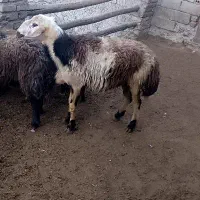پلنگی