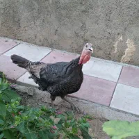 فروش گله بوقلمون برنز انگلیس