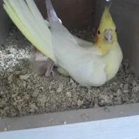 فروش عروس هلندی مولد