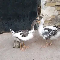 غاز