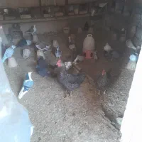 کفتر