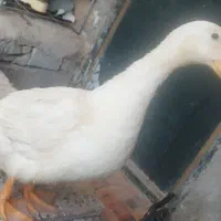 اردک نر