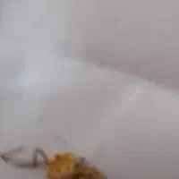 گوشواره گمشده