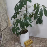 گل طبیعی شفلرا آمیک