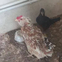 مرغ خروس