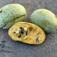 انبه سردسیری یا پاوپاو