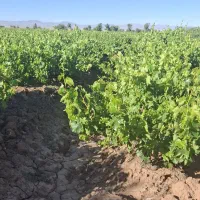 باغ 2000 متری انگور با سهمیه آب