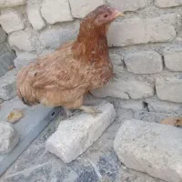 مرغ
