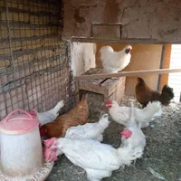 مرغ تخمگذار