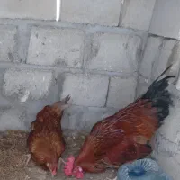 مرغ و خروس محلی